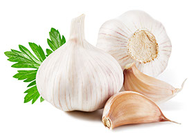 Garlic